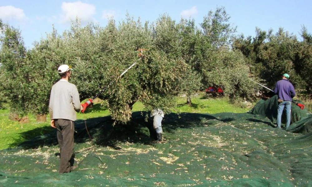 Απίστευτο περιστατικό σε χωριό της Κρήτης: Κατήγγειλε τον πατέρα του επειδή του ράβδισε τις ελιές